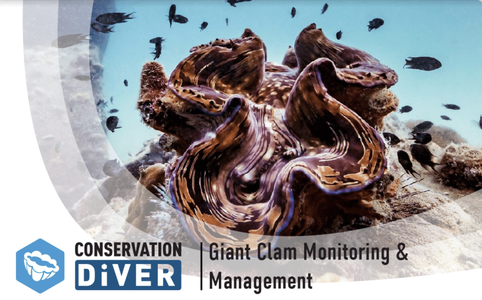 Giant Clams Monitoring Management Your Online Learning Portal