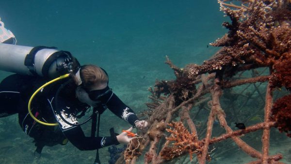 Artificial Reef Theory and Techniques Course - Image 4